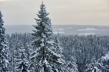 Image showing winter christmas landscape