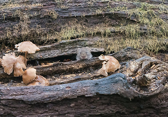 Image showing Bank Vole in Woodland