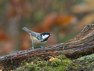 Image showing Coal Tit on Log