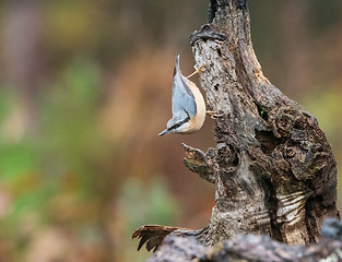 Image showing Nuthatch in Rain