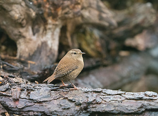 Image showing Wren in Woodland