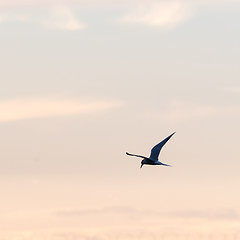 Image showing Common Tern in graceful flight by a colored sky