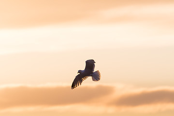 Image showing Herring Gull in flight with spread wings