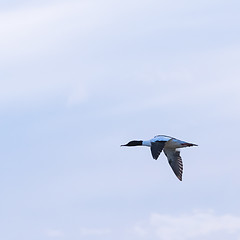 Image showing Male Common merganser duck flying by blue skies