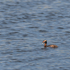 Image showing Slovenian Grebe with a small fish