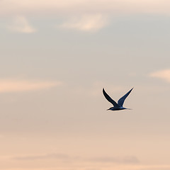 Image showing Graceful flight, Common Tern by a colored sky