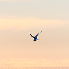 Image showing Beauty in nature, a Common Tern in graceful flight by sunset