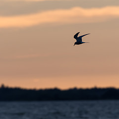 Image showing Common Tern fishing by twilight time