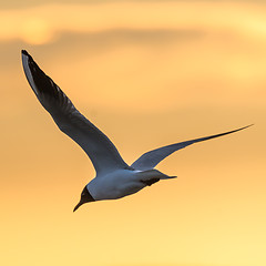 Image showing Elegant Black headed Gull by a colored sky