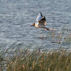 Image showing Gracil Black Headed Gull in fligt