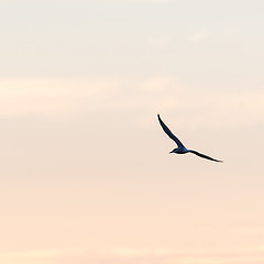 Image showing Tern in beautiful flight by a colored sky