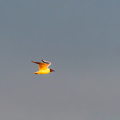 Image showing Black-headed Gull in  flight against a cloudless sky