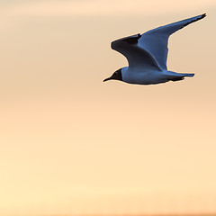 Image showing Graceful Black Headed Gull in flight