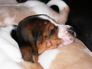 Image showing Sleeping puppy