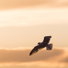 Image showing Flying Herring Gull by a colored sky