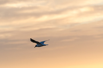 Image showing Black-headed Gull in gracil flight