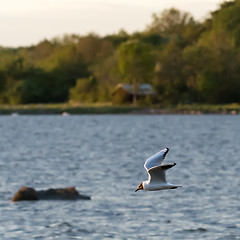 Image showing Beautiful Black-headed Gull in flight over the water