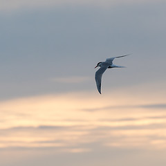 Image showing Graceful Common Tern in flight