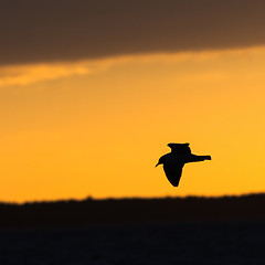 Image showing Silhouetted Black-headed Gull by an orange sky