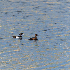 Image showing Couple of Tufted Ducks swimming in glittering water