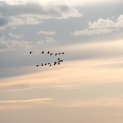 Image showing Migrating waterfowls by a colored sky at twilight time