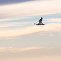 Image showing Common merganser flying by a colored sky