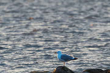 Image showing European Herring Gull standing on a rock in the evening sunhine