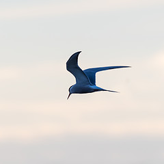 Image showing Common Tern in graceful fishing flight by a colored sky