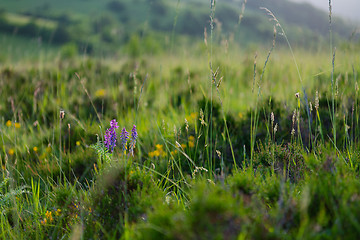 Image showing landscape nature summer