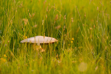 Image showing macrolepiota procer