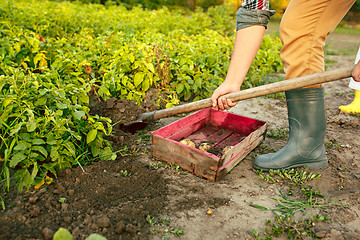 Image showing farming, gardening, agriculture and people concept