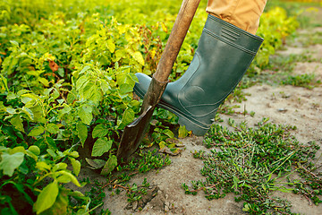 Image showing farming, gardening, agriculture and people concept -