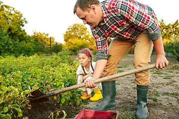 Image showing farming, gardening, agriculture and people concept - young man planting potatoes at garden or farm