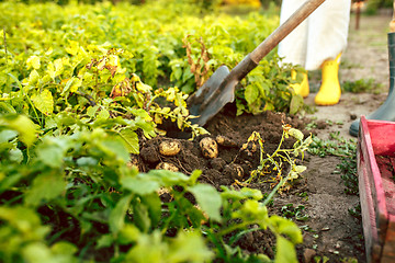 Image showing farming, gardening, agriculture and people concept