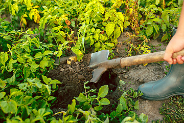 Image showing farming, gardening, agriculture and people concept