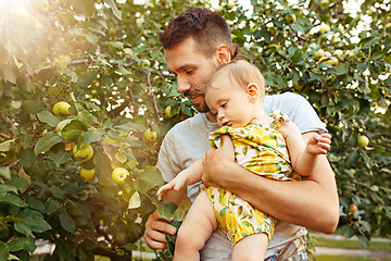 Image showing The happy young family during picking apples in a garden outdoors