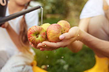 Image showing The young family during picking apples in a garden outdoors