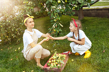 Image showing The happy young family during picking apples in a garden outdoors