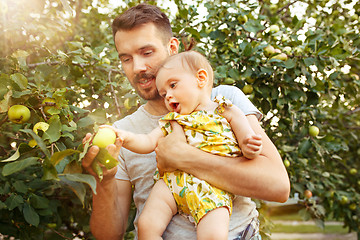 Image showing The happy young family during picking apples in a garden outdoors