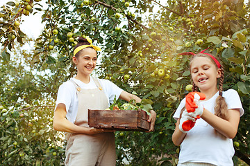 Image showing The happy young family during picking apples in a garden outdoors