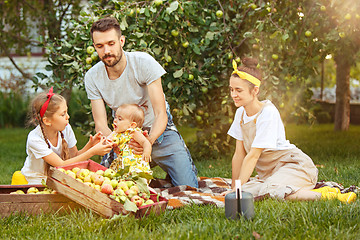 Image showing The happy young family during picking apples in a garden outdoors