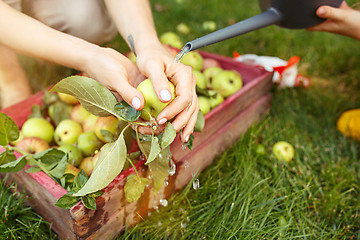 Image showing The happy young family during picking apples in a garden outdoors