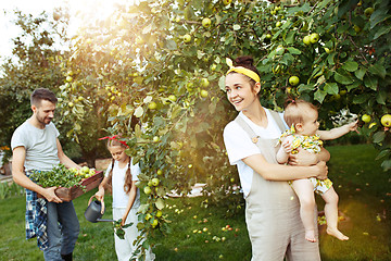 Image showing The happy young family during picking apples in a garden outdoors