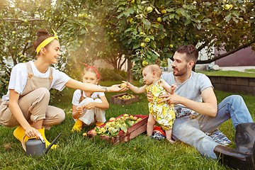 Image showing The happy young family during picking apples in a garden outdoors