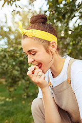Image showing The woman during picking apple in a garden outdoors