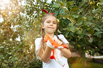 Image showing The happy young girl during picking apples in a garden outdoors