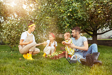 Image showing The happy young family during picking apples in a garden outdoors