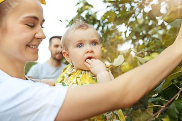 Image showing The happy young family during picking apples in a garden outdoors