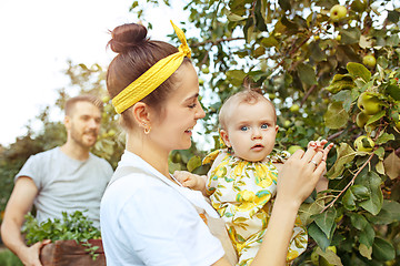 Image showing The happy young family during picking apples in a garden outdoors