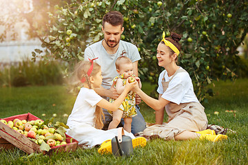 Image showing The happy young family during picking apples in a garden outdoors